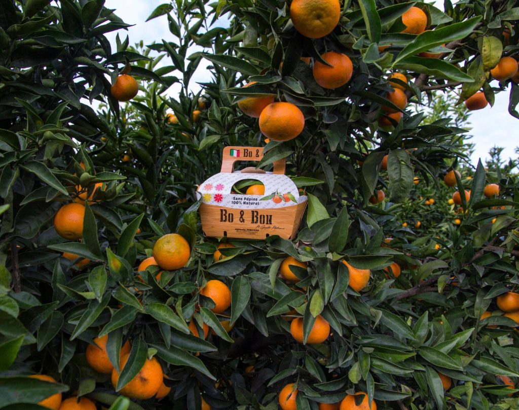 Clementine-Fine-Barquette-Bo&Bon@PeruzzoGroup5